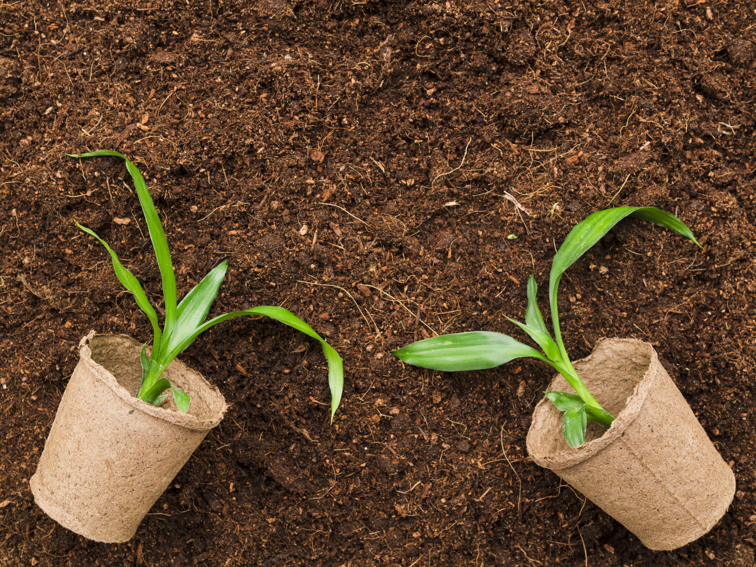 Coco Peat Blocks